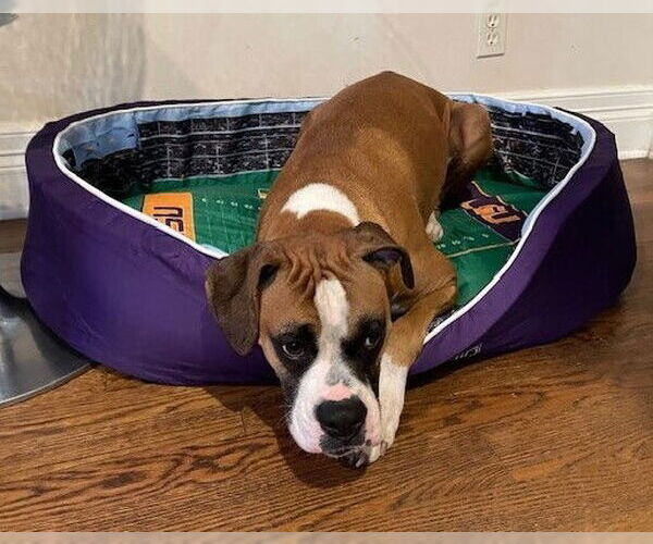 Medium Photo #4 Boxer Puppy For Sale in Austin, TX, USA