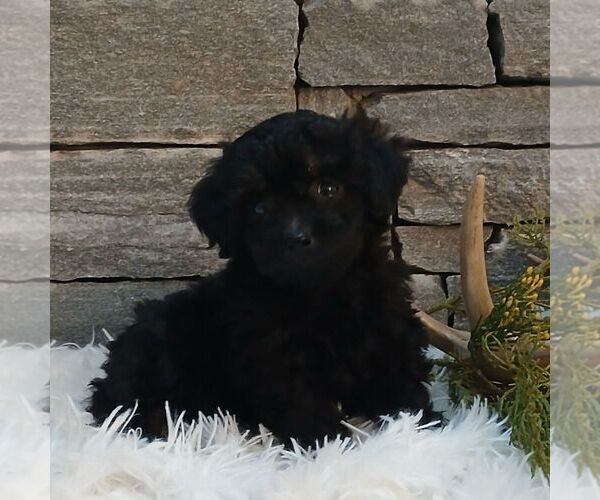 Medium Photo #1 Poodle (Miniature) Puppy For Sale in GORDONVILLE, PA, USA