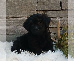 Poodle (Miniature) Puppy for sale in GORDONVILLE, PA, USA