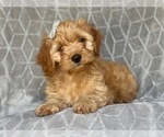 Small Photo #6 Cocker Spaniel-Poodle (Miniature) Mix Puppy For Sale in LAKELAND, FL, USA