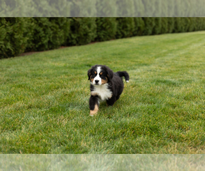 Bernese Mountain Dog Puppy for sale in SHIPSHEWANA, IN, USA