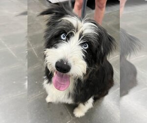 Australian Shepherd-Bearded Collie Mix Dogs for adoption in Lee's Summit, MO, USA