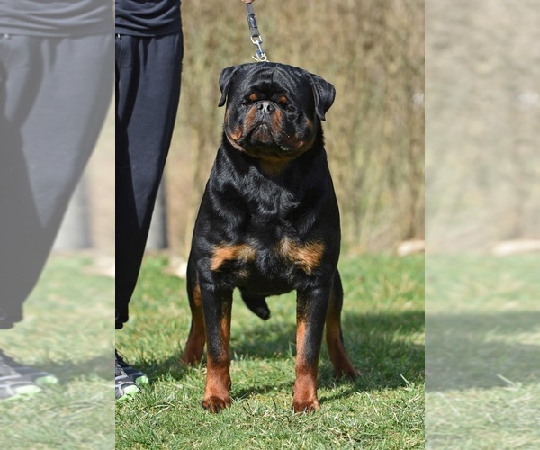 Medium Photo #12 Rottweiler Puppy For Sale in LA TUNA CANYON, CA, USA