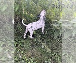Small #5 Dalmatian