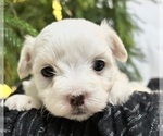 Small #1 Maltese