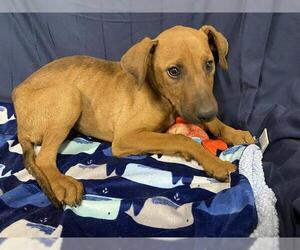 Doberman Pinscher-Unknown Mix Dogs for adoption in Modesto, CA, USA