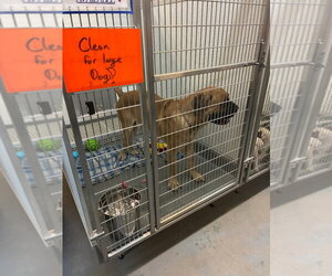 Hercules - Male Bullmastiff Dog for Adoption - Photo #4