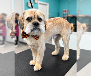 Mutt Dogs for adoption in Morganville, NJ, USA