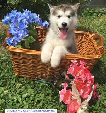 Medium Photo #1 Alaskan Malamute Puppy For Sale in COURTLAND, VA, USA