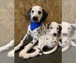 Small Photo #1 Dalmatian Puppy For Sale in WICHITA, KS, USA