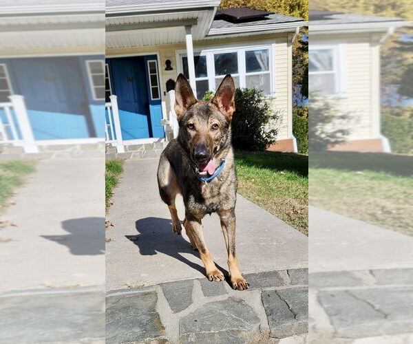 Medium Photo #22 German Shepherd Dog-Unknown Mix Puppy For Sale in Brewster, NY, USA