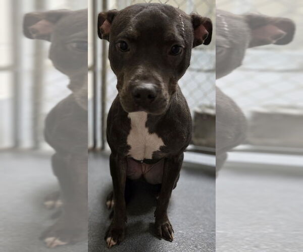 Medium Photo #1 Mutt Puppy For Sale in Glen Allen, VA, USA