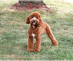 Illius - Male Cavapoo (Miniature) Puppy for Sale - Photo #3