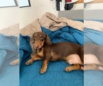Small Photo #3 Dachshund Puppy For Sale in MURRIETA, CA, USA