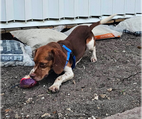 Medium Photo #4 Beagle Puppy For Sale in Tampa, FL, USA