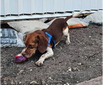 Small #3 Beagle