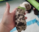 Small #1 Miniature Australian Shepherd