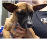 Small German Shepherd Dog Mix