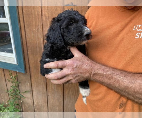 Medium Photo #5 Pyredoodle Puppy For Sale in DOVER, MO, USA