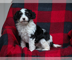 Cavalier King Charles Spaniel-Cavapoo Mix Puppy for sale in LIBERTY, KY, USA