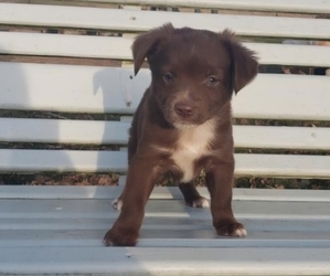 Miniature Australian Shepherd Puppy for sale in MILTON, WI, USA