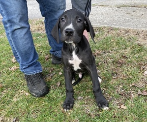 Daniff Puppy for sale in FRANKFORT, KY, USA