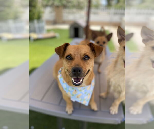 Medium Photo #1 Dachshund-Unknown Mix Puppy For Sale in La Verne, CA, USA