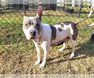 American Pit Bull Terrier-Unknown Mix Dogs for adoption in Millersville, MD, USA