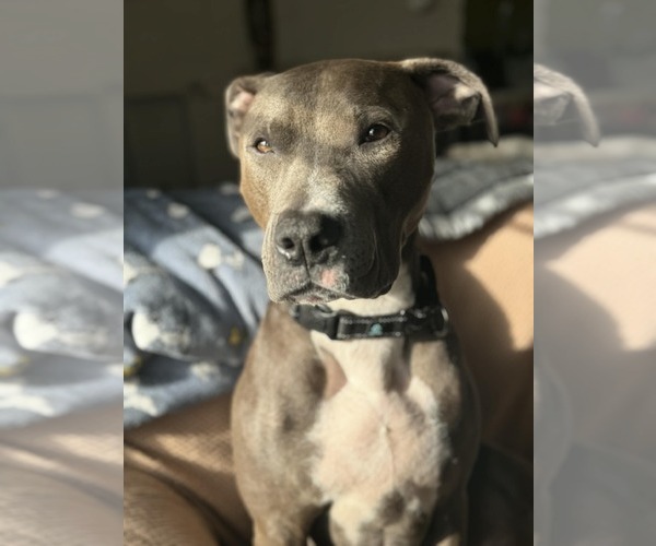 Medium Photo #2 Mutt Puppy For Sale in Woodbury, NY, USA