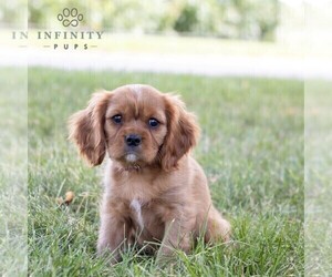 Cavalier King Charles Spaniel Puppy for sale in CHAMBERSBURG, PA, USA