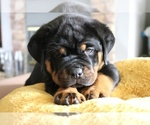 Small Photo #12 Rottweiler Puppy For Sale in FONTANA, CA, USA