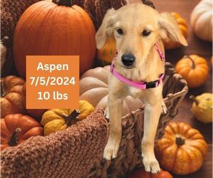 Golden Retriever Dogs for adoption in West Hollywood, CA, USA