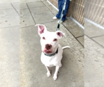 Small #1 Mutt