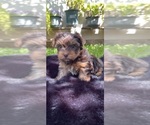 Small Photo #2 Yorkshire Terrier Puppy For Sale in MODESTO, CA, USA