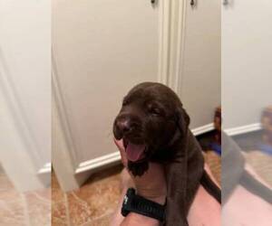 Labrador Retriever Puppy for sale in HOUSTON, TX, USA