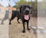 Small #1 Mutt