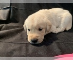 Small Photo #15 Golden Labrador Puppy For Sale in LAPEER, MI, USA