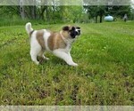Small Photo #18 Akita Puppy For Sale in LENA, WI, USA