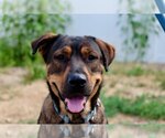 Small German Shepherd Dog Mix
