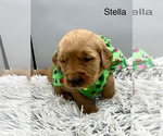 Small #3 Golden Retriever