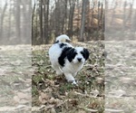 Small Photo #7 Miniature Bernedoodle Puppy For Sale in MURRAYVILLE, GA, USA