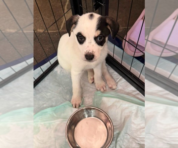 Medium Photo #6 Mutt Puppy For Sale in Holly Springs, NC, USA