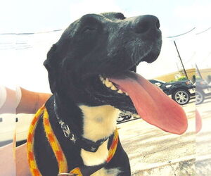 Ozzie - Male Borador Dog for Adoption - Photo #3