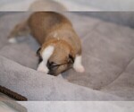 Small Photo #8 Welsh Cardigan Corgi Puppy For Sale in SUN PRAIRIE, WI, USA