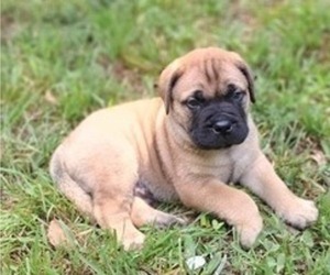 Bullmastiff Puppy for sale in CAMDEN, TN, USA