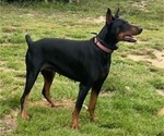 Small Photo #1 Doberman Pinscher Puppy For Sale in NEW KENT, VA, USA