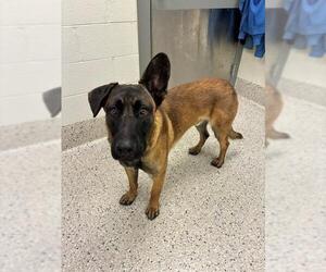 Mutt Dogs for adoption in Brighton, CO, USA