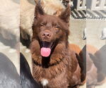 Small Border Collie Mix