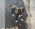 Small Photo #2 American Bulldog Puppy For Sale in HUDSON, NY, USA
