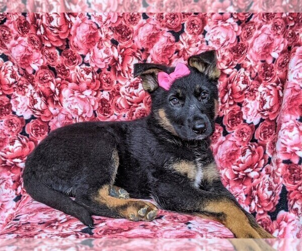 Medium Photo #5 German Shepherd Dog Puppy For Sale in LEOLA, PA, USA